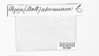 Mollisia polygoni image